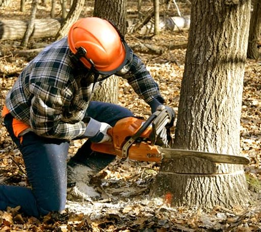 Arborist assessing tree health in New Jersey